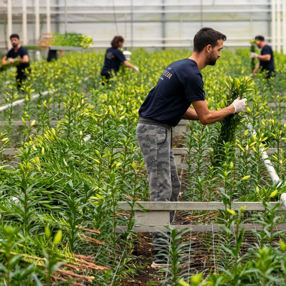 Picking lilies