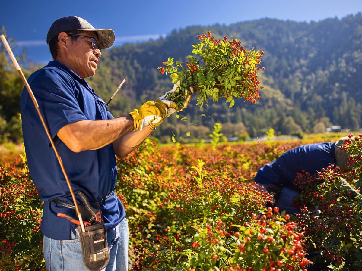 Gathering Rosehips Here’s Why Employee Continued Education Is a Prerequisite for Sustainable Floriculture