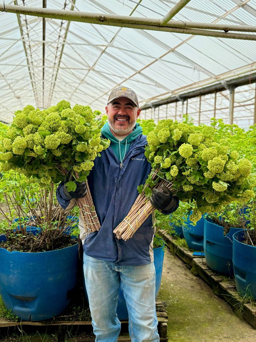 Harvested Viburnum Why Employees’ Continued Education Is Essential for Sustainable Floriculture.