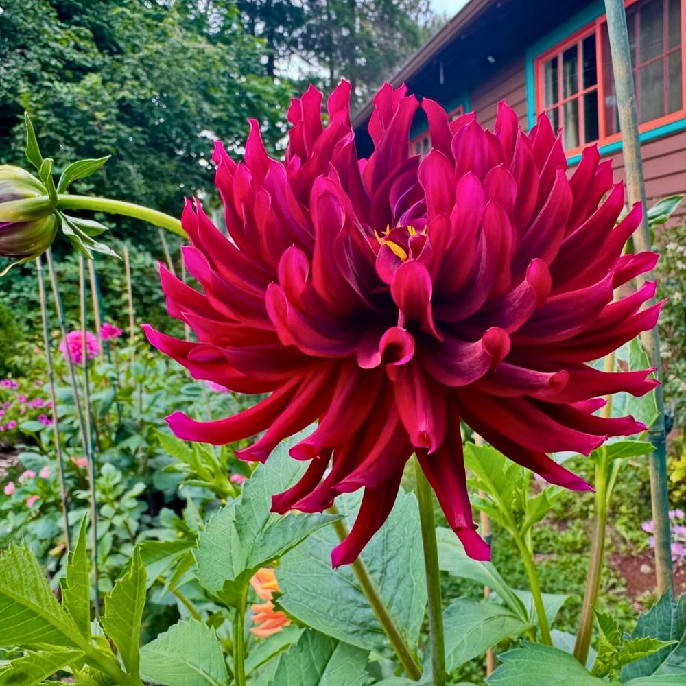Hollyhill Black Beauty Dahlia Hollyhill Black Beauty Dahlia - Dahlias are known to attract pollinators