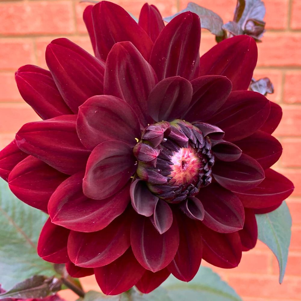 Karma Choc Dahlia fully open Karma Choc Dahlia - black dahlia flower meaning