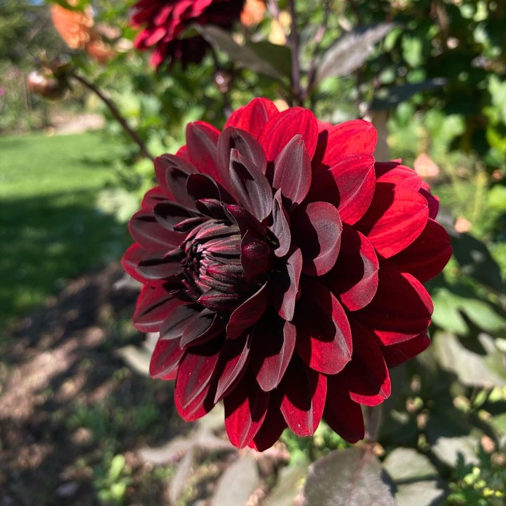 Karma Choc Dahlia the most exquisite black Dahlia dahlias are a favorite among summer bouquet flowers and floral arrangements