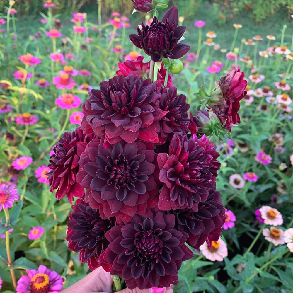 A bunch of Arabian Night Dahlia Arabian Night Dahlia - dahlias symbolize new beginnings and signify inner strength