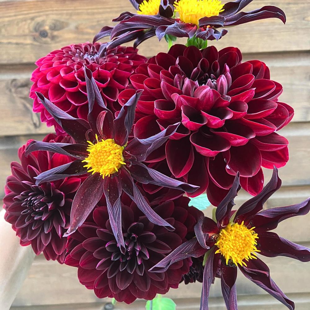 On the dark side of black Dahlia flower beauty blooming dahlias are the hottest part of any bouquet arrangement and are summer favorite flowers