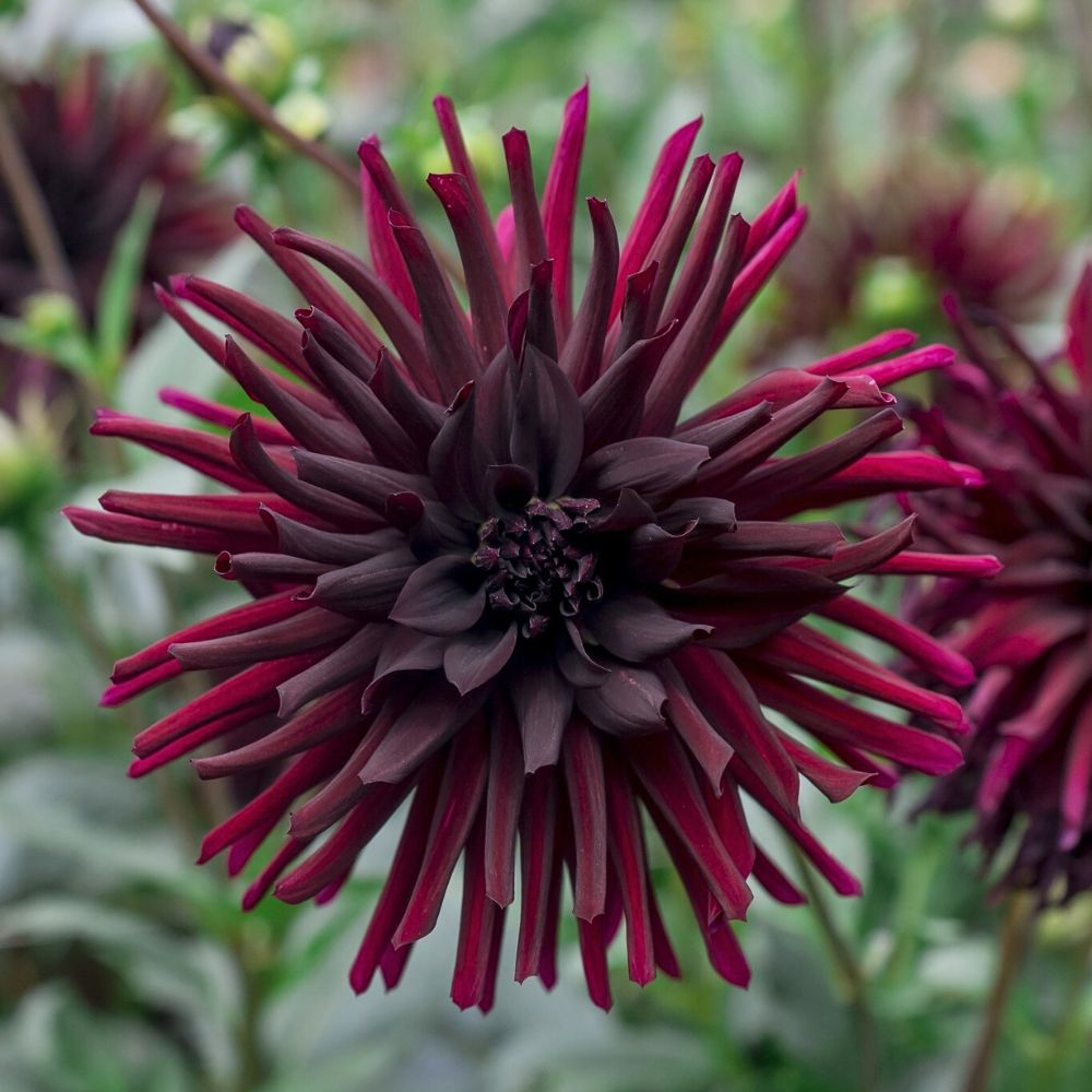 Chat Noir Dahlia flower in one stem Chat Noir Dahlia - dahlia flower meaning, symbolism