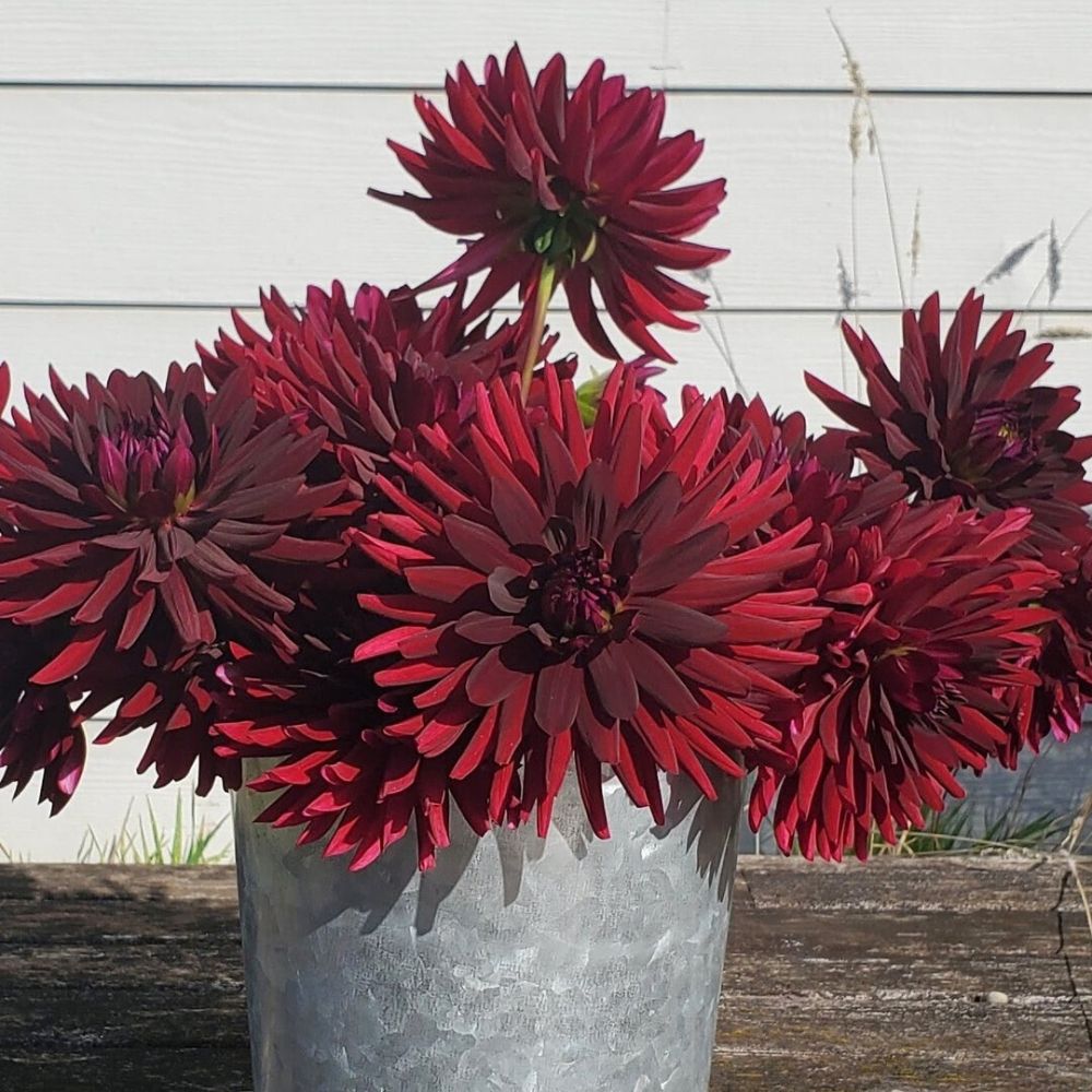Beautiful vase Chat Noir Dahlia flower Beautiful vase with Chat Noir Dahlias - though not true black, the darkness of the petal shades vary depending on how well the plant has been bred, from dahlia tubers to early arrival of flowers