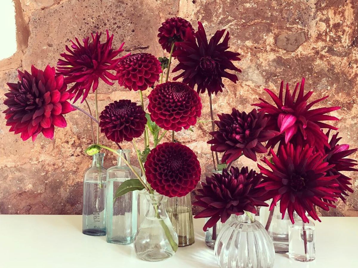 Black Dahlia flowers in a vase dahlias in a vase arrangement