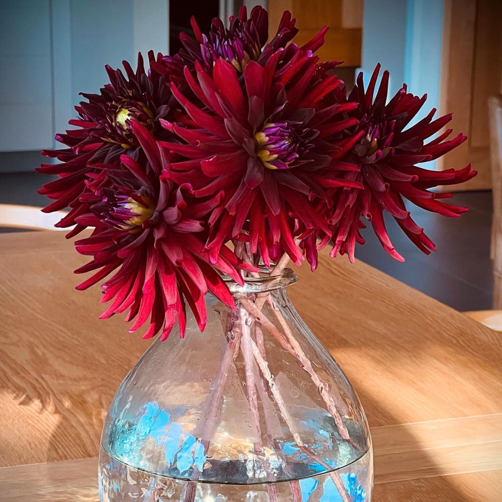 The beauty of black Dahlias The beauty of black Dahlias