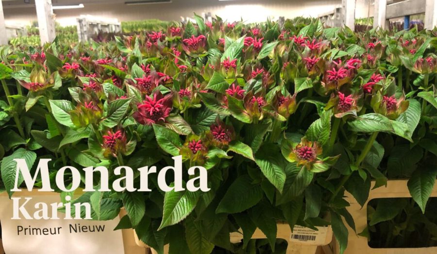 Peter's weekly Menu 24 - Monarda Karin - on Thursd