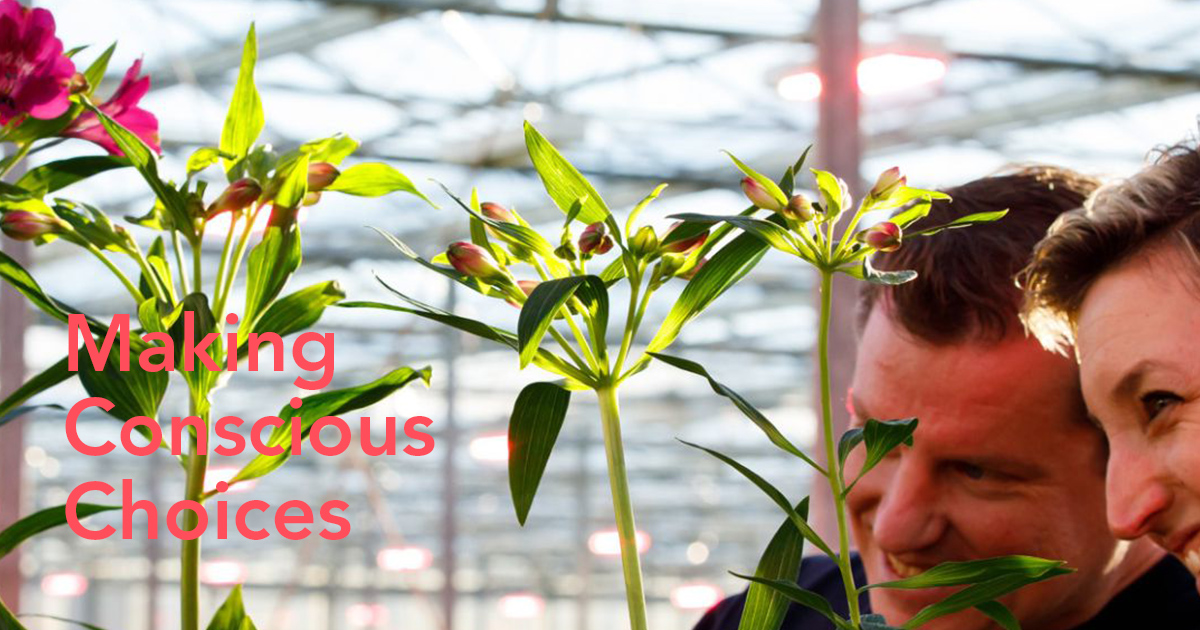 Sustainable Floriculture at Tesselaar Alstroemeria