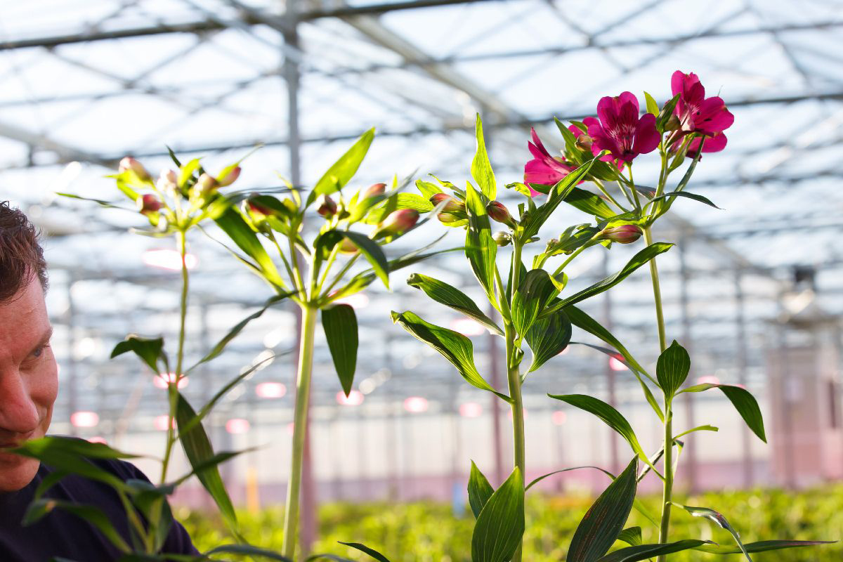 Rick Tesselaar checking Alstroemerias in the Luttelgeest greenhouse
