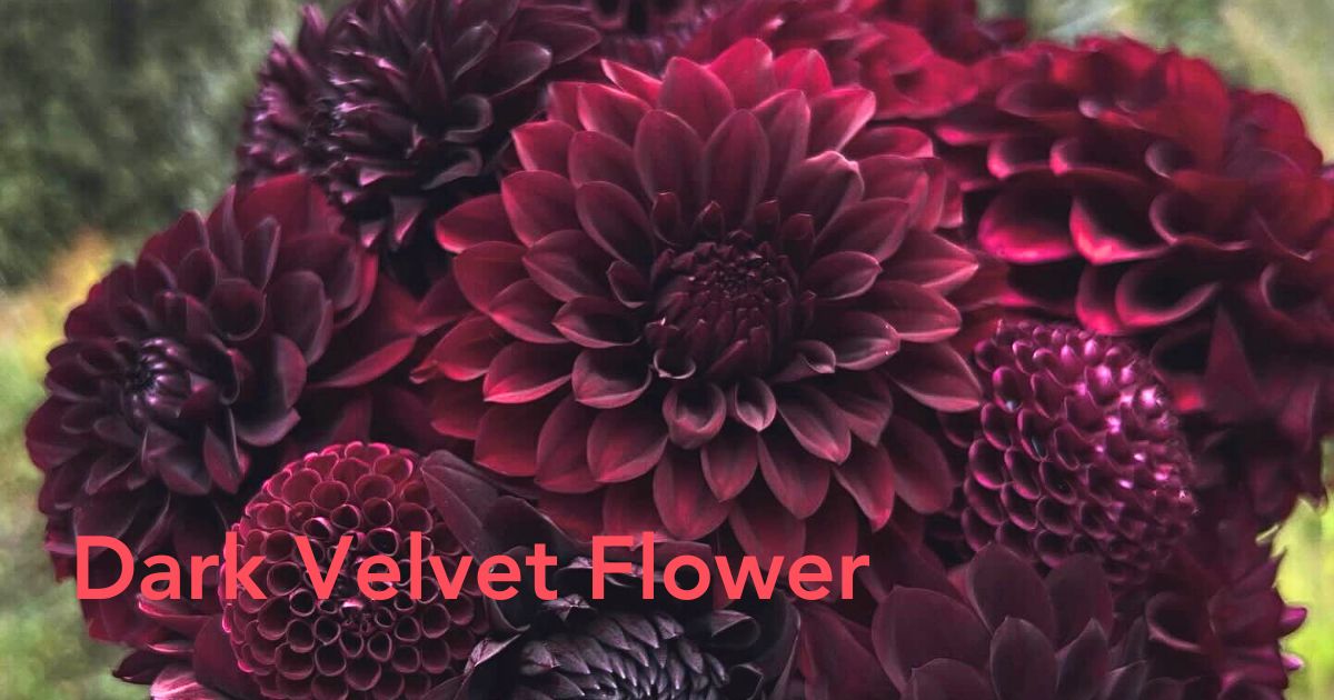 Black Dahlia Flower - Thursd Article Header Image