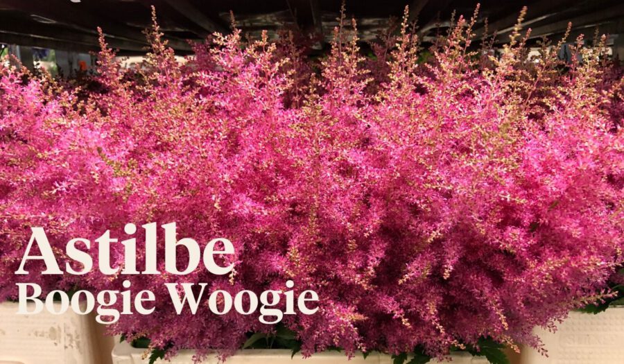Peter's weekly Menu 24 - Astilbe Boogie Woogie - on Thursd