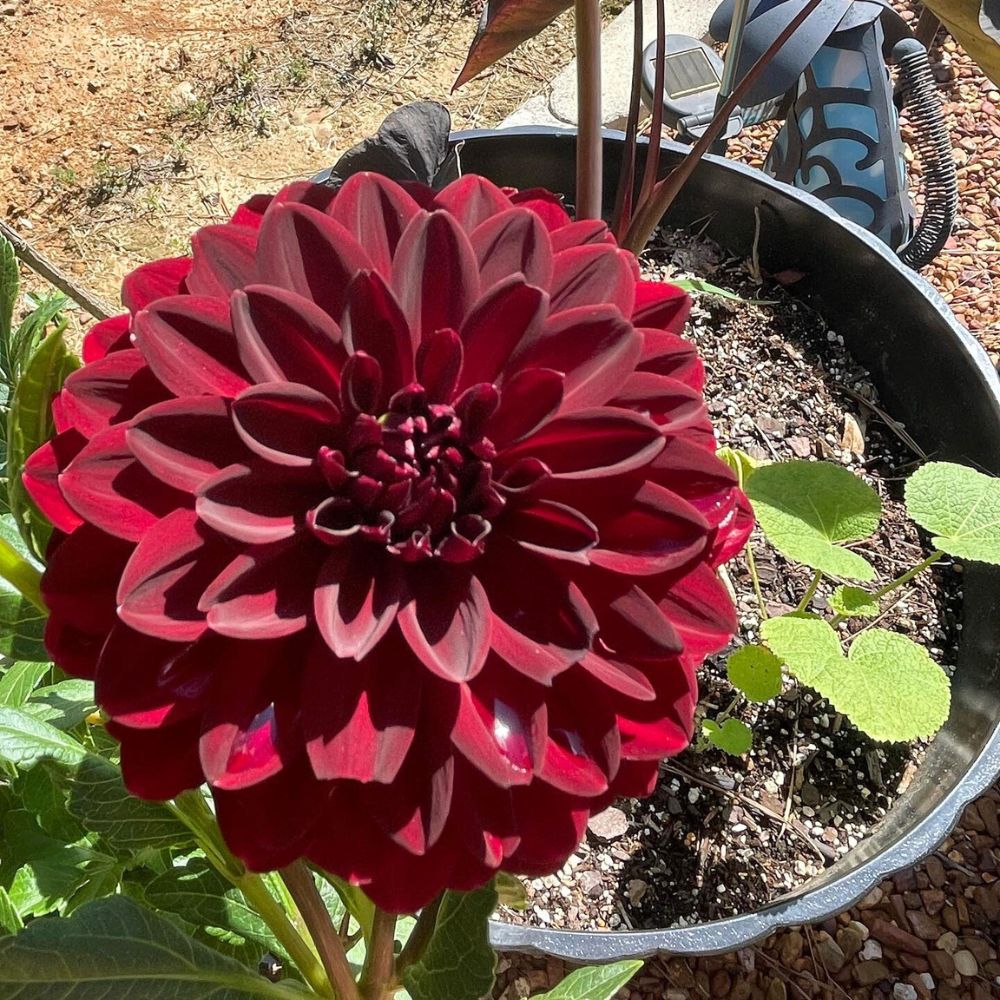 Potted Dahlia flowerig plant black dahlia tubers in spring to get more blooms in summer