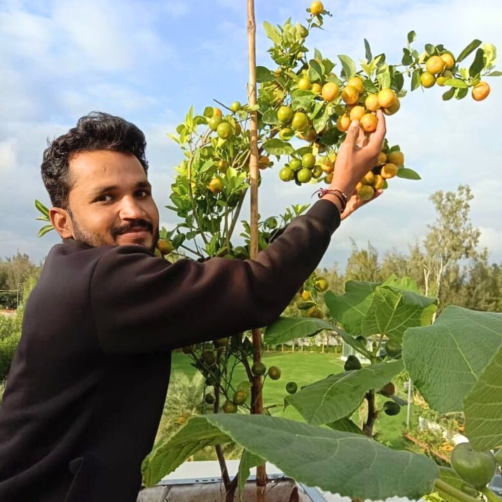 Ripe Sweet Oranges in a home garden Ripe sweet oranges in a home garden fruit plant