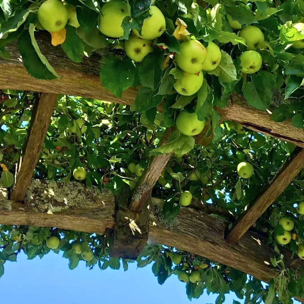 Green Apples in a home garden apple bushes producing fruit - the set up can easily be replicated in your gaden area