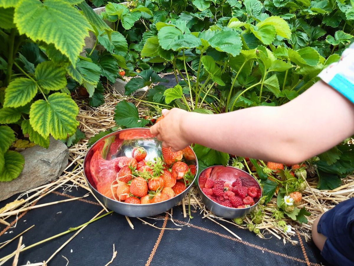 Harvesting of Strawberries from a home fruit garden strawberries being harvested in a home garden and moved to containers