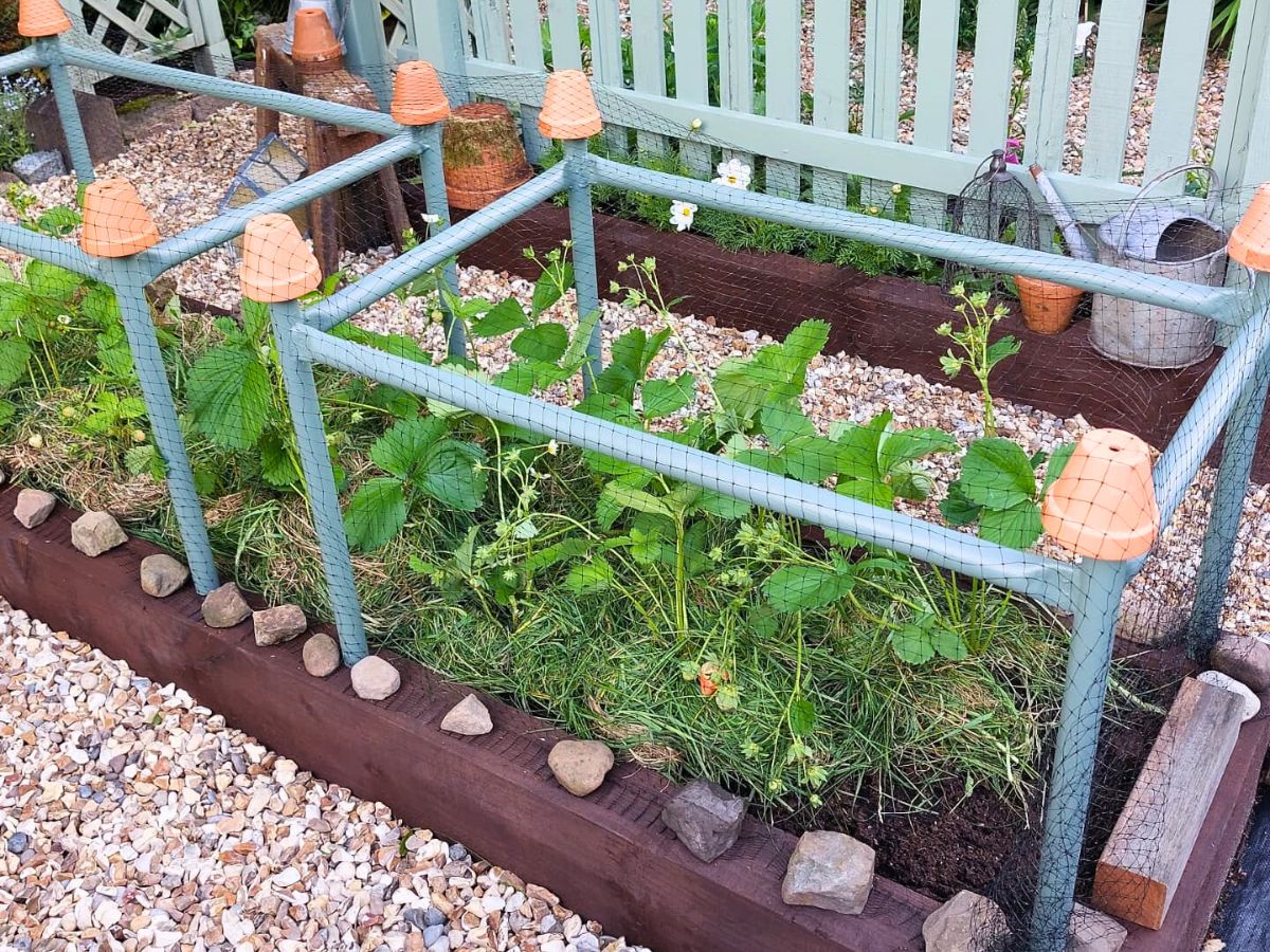 Fruit garden with strawberry patch strawberry plants and berry bushes being supported with steel frame to assist in fruit production