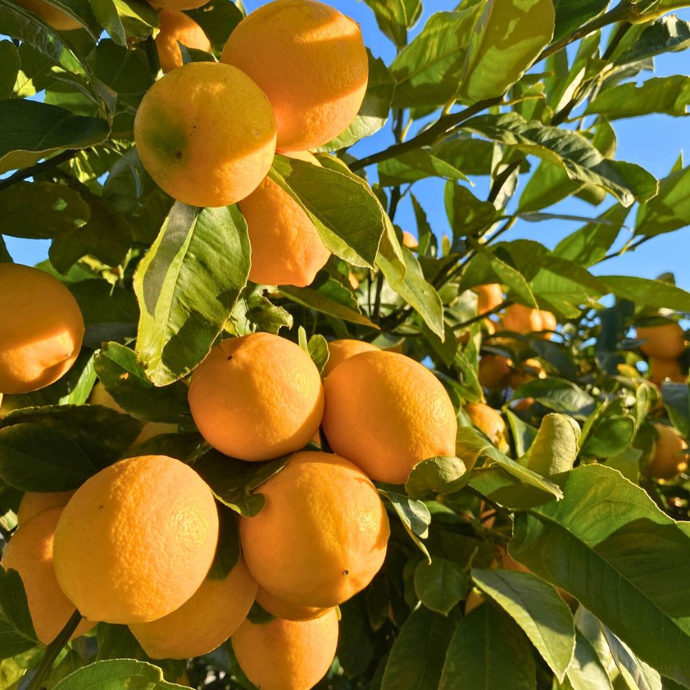Citrus for your fruit garden citrus tree fruits for your garden