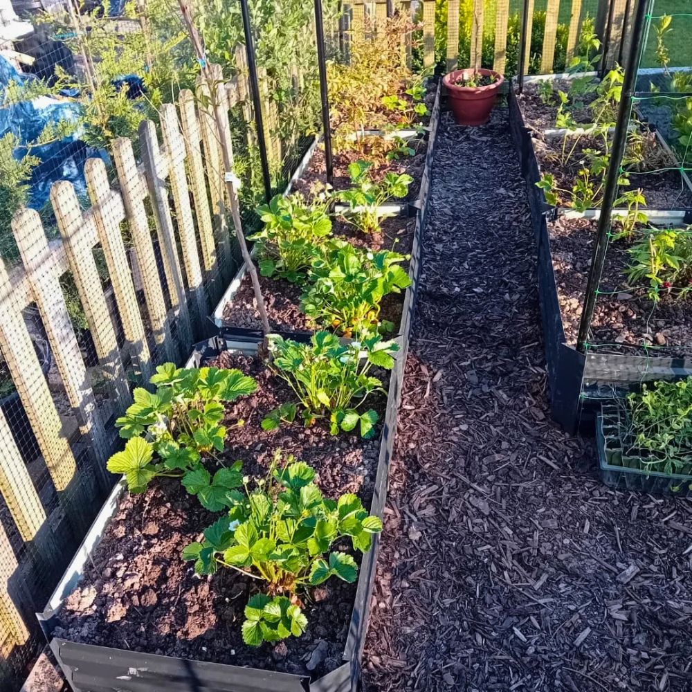 Fruit Gardening layout young plants of strawberries, blueberries, grapes, vegetables and apple trees planted in small space