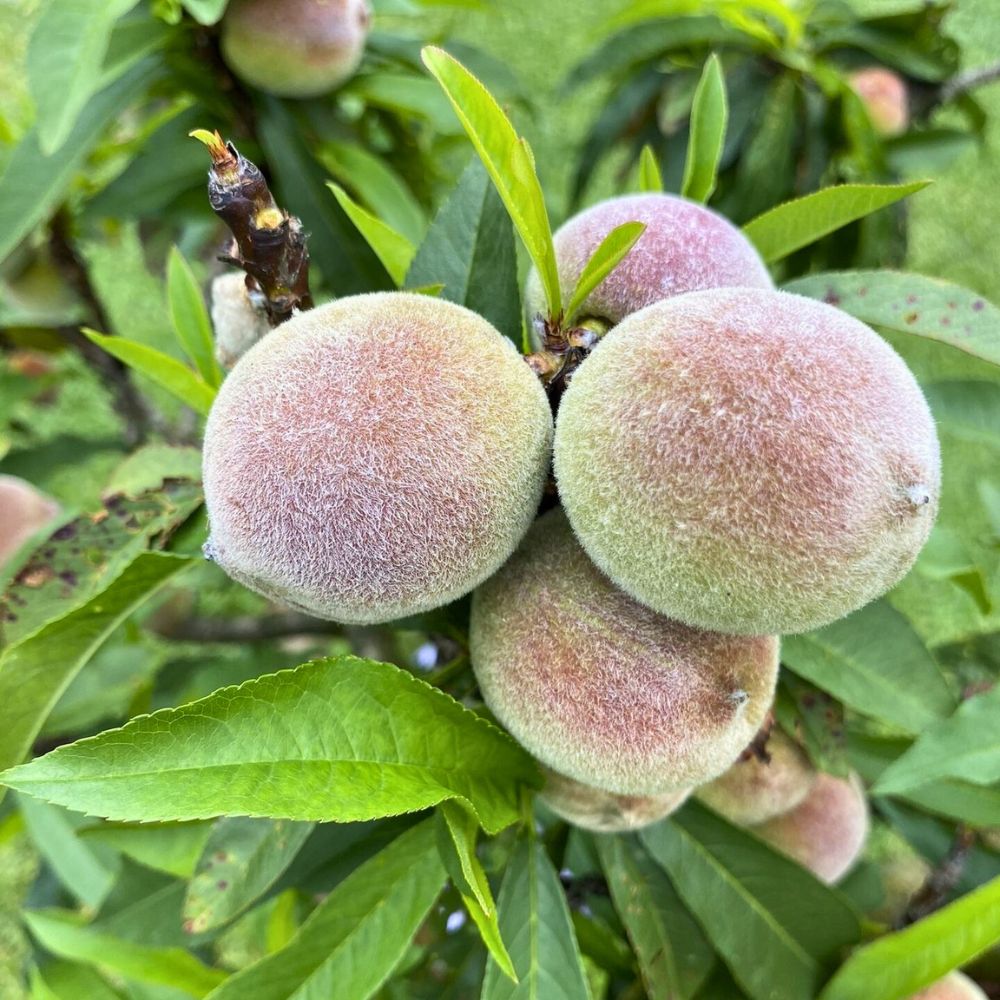 Pear fruit in a home fruit garden Pear fruit in a home fruit garden