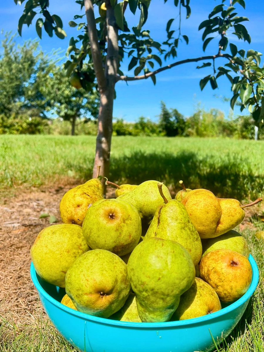 Pear fruit harvesting Bartlett pear, aka Williams pear being harvested