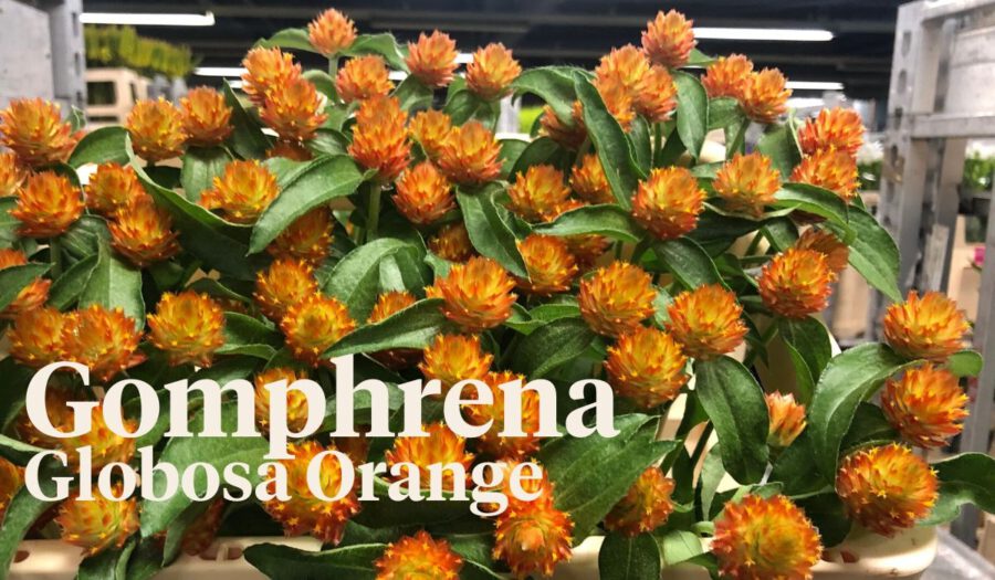 Peter's weekly Menu 24 - Gomphrena Globosa- on Thursd