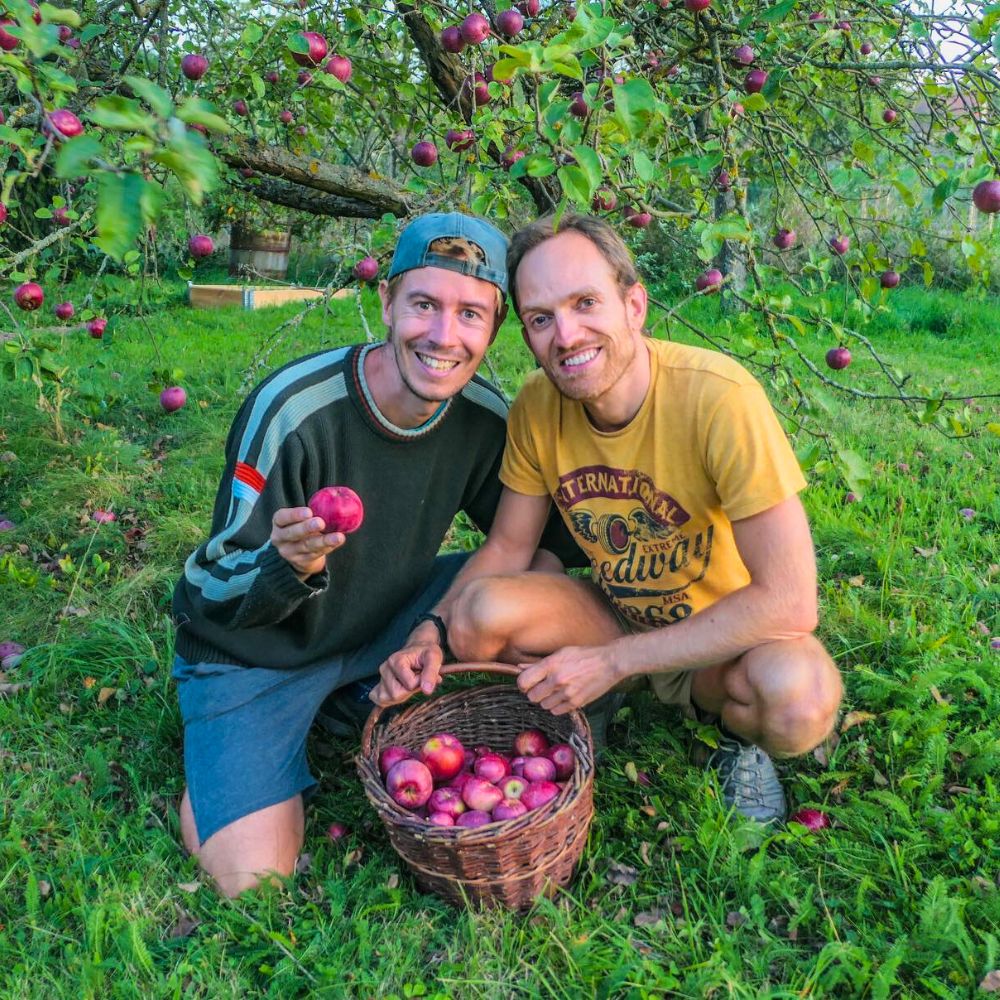 Apple fruit harvesting in a home garden fruiting apple trees