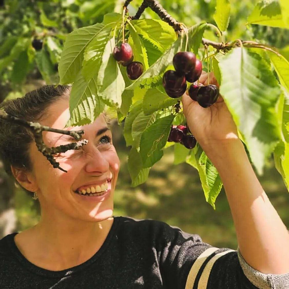 A lady admiring her ripe plums in her fruit garden woman admiring ripe plums in her home garden