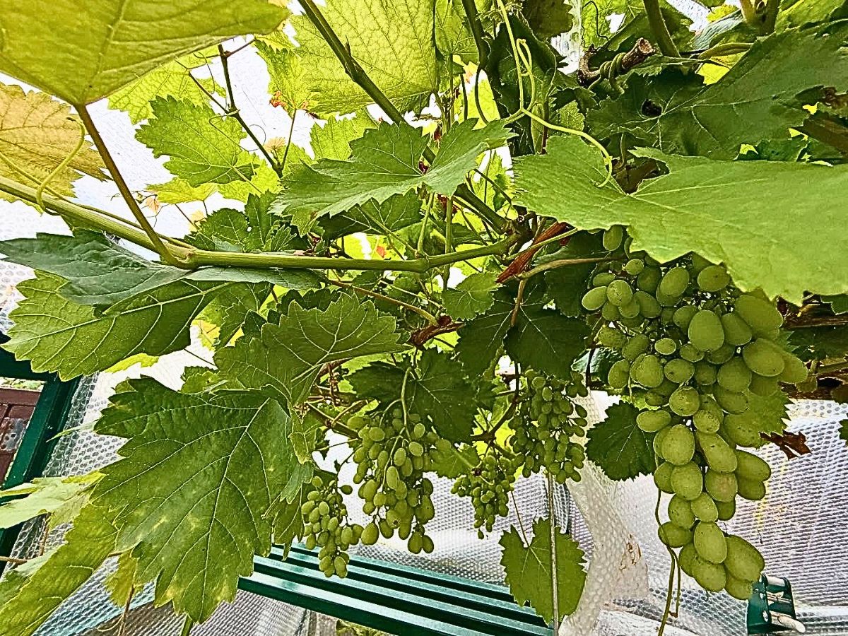 Almost ripe grapevine in a fruit garden ripe grapes growing in a fruit garden