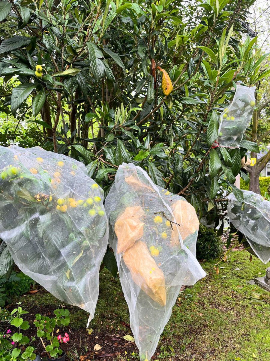 Loquat fruit in a garden loquat trees growing in a garden and being protected from late frosts, pests and disease problems for best fruition