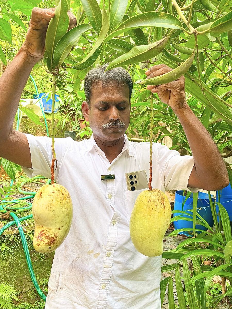 Jumbo Mango fruits in a fruit garden a man exhibiting jumbo mango fruits growing in a home-garden setting