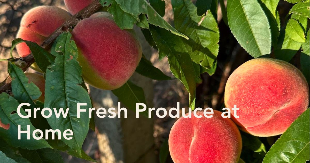 growing a fruit garden - Thursd article header image