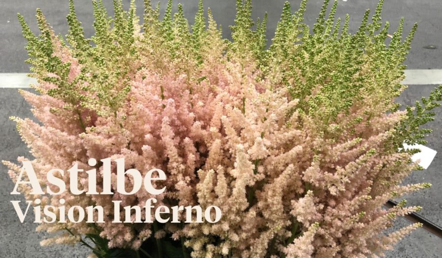 Peter's weekly Menu 24 - Astilbe Vision Inferno - on Thursd