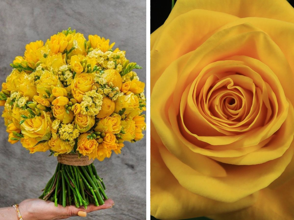 Yellow Roses From De Ruiter for International Day of Friendship Yellow Roses From De Ruiter for International Day of Friendship