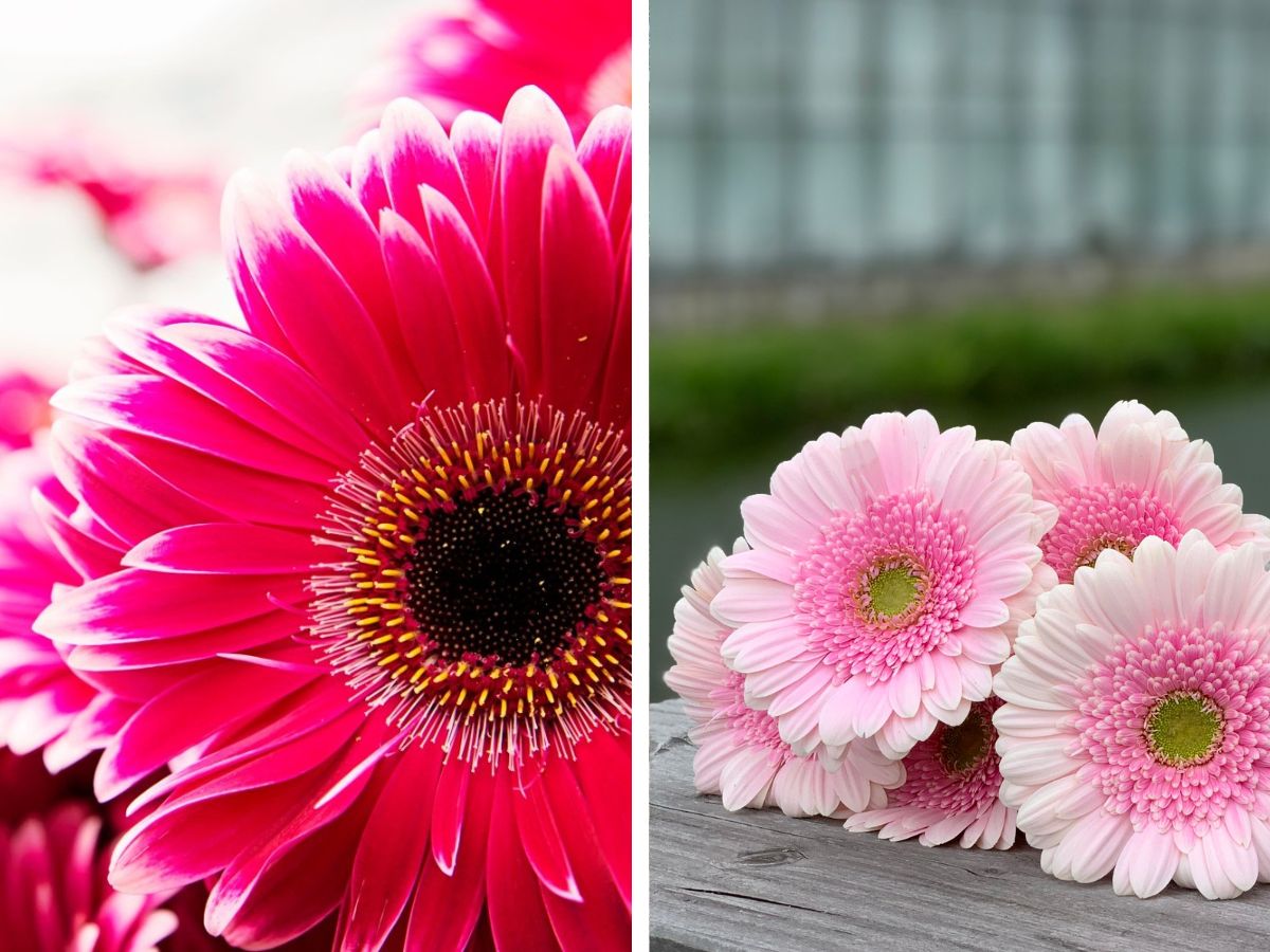 Gerberas for International Day of Friendship Gerberas for International Day of Friendship