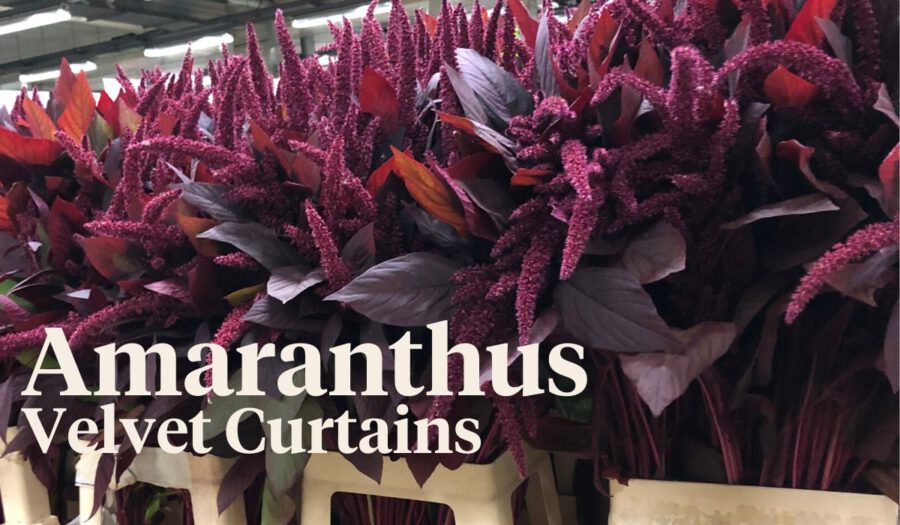 Peter's weekly Menu 24 - Amaranthus Cruentus Velvet Curtains - on Thursd