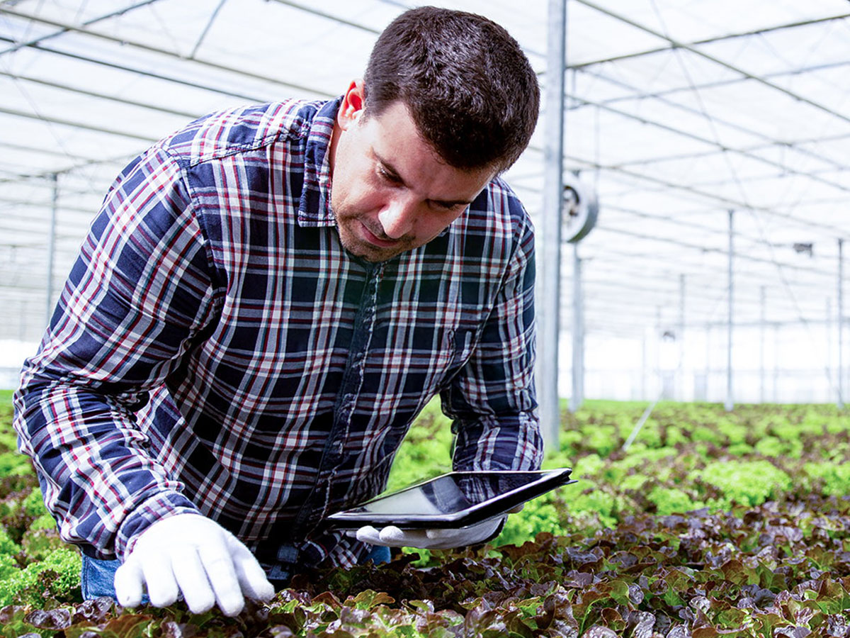 PlantScout used by male grower in greenhouse