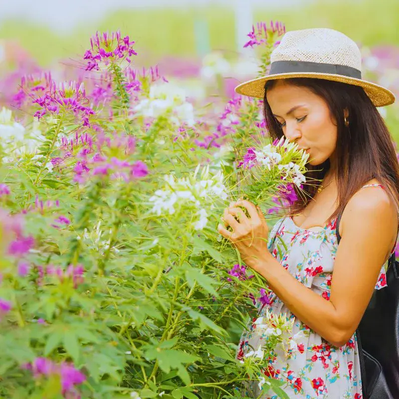 Wildflower Gardens Offer Not Just Aesthetics but Health, Environment, and Biodiversity Benefits