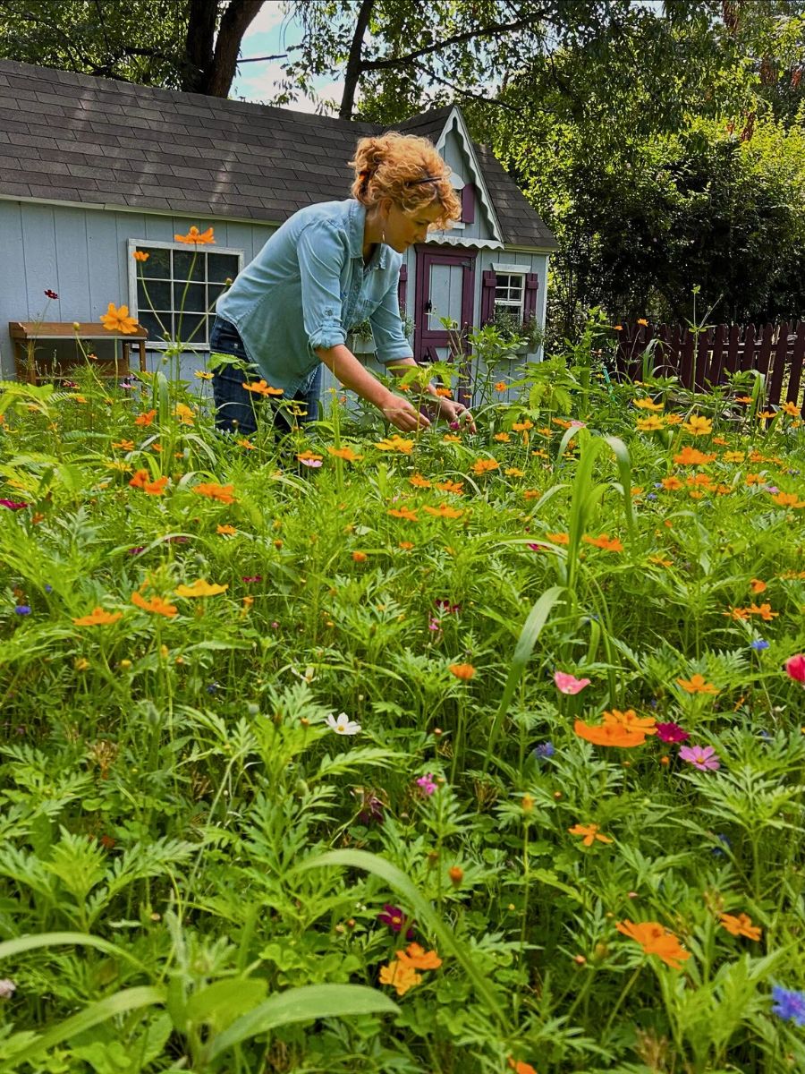 Wildflower Gardens Offer Not Just Aesthetics but Health, Environment, and Biodiversity Benefits