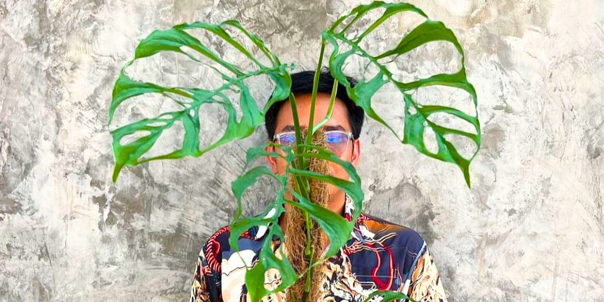 Monstera obliqua