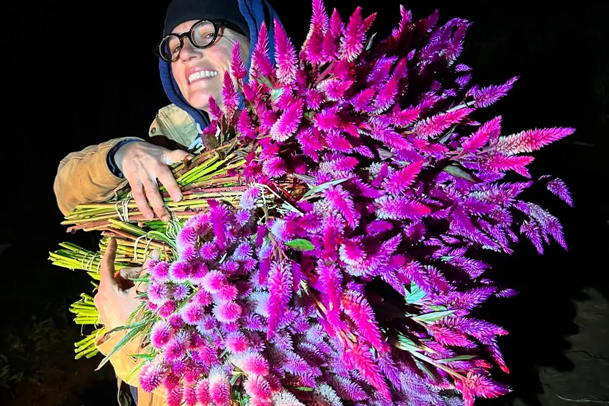 Celosia Flower
