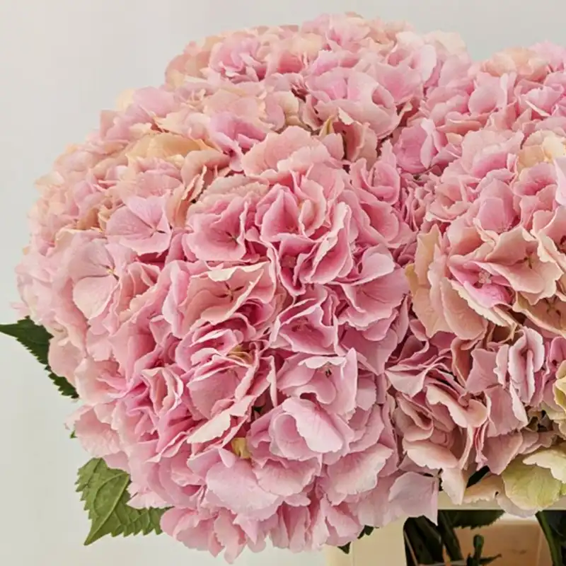 Vicini hydrangea