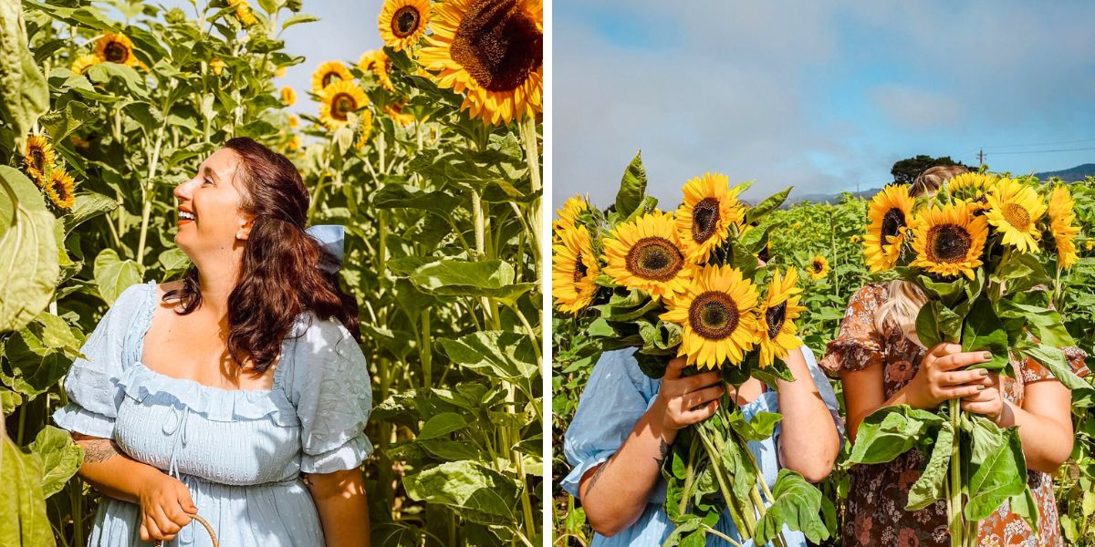Sunflower picking at Andreotti Flower Farms Sunflower picking at Andreotti Flower Farms