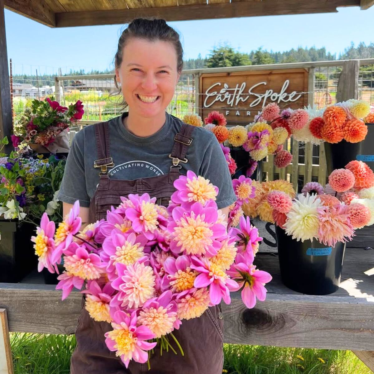 Earth Spoke Farm dahlia picking Earth Spoke Farm dahlia picking