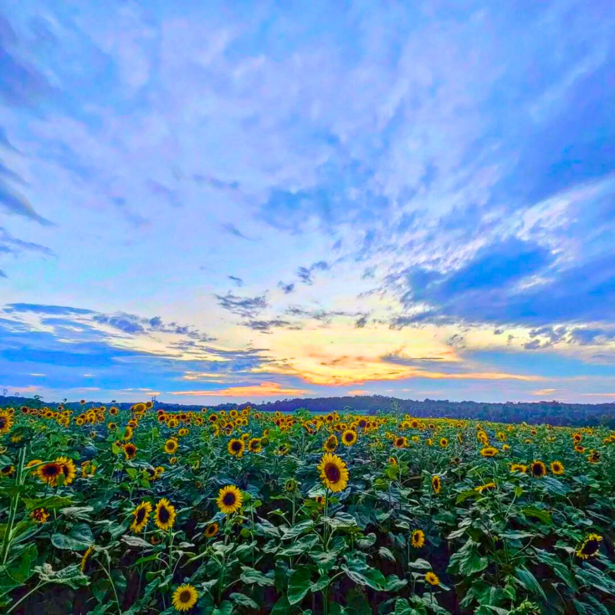 Sunflower picking at sunset in Burnside Farms Sunflower picking at sunset in Burnside Farms