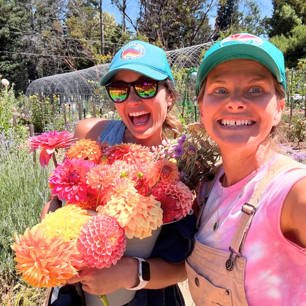 Beeline Blooms flower picking in California Beeline Blooms flower picking in California