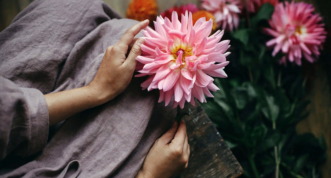 My Dahlia Society grower in Thursd header