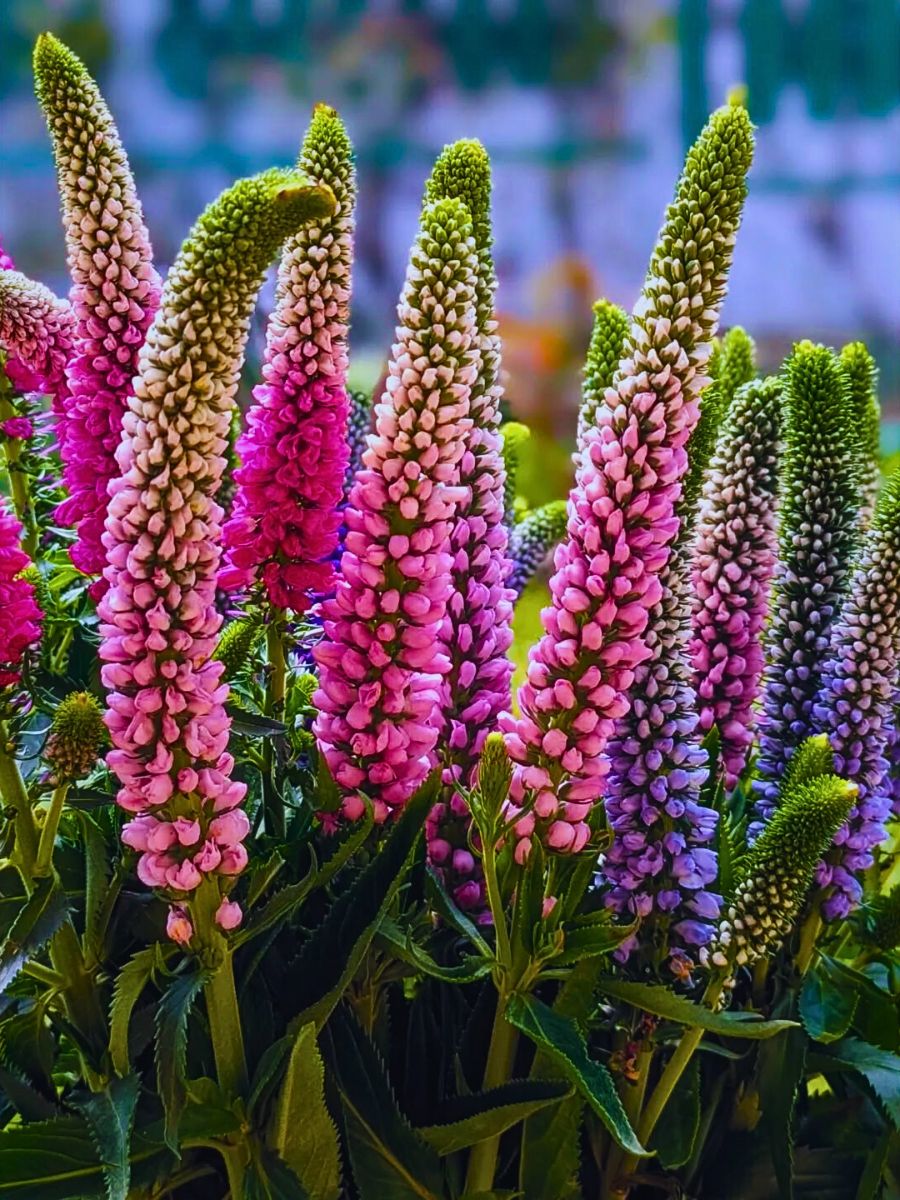 veronica flowers are popular for summer blooming and are well known to attract bees veronica flowers are popular for summer blooming and are well known to attract bees