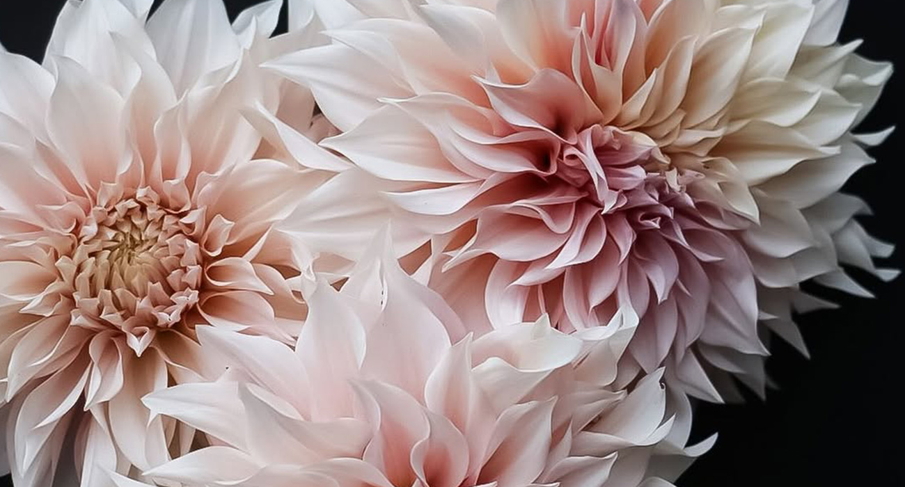 Dahlia Cafe au Lait cut flower on Thursd header
